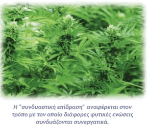 Αλληλεπιδράσεις Κανναβινοειδούς & Φαρμάκου 2